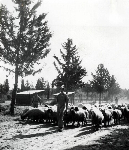 Ecole agricole. Les jeunes bergers